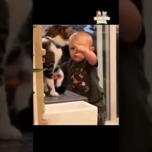 Mexeu com o gato errado 😅 Animais Dublados Binho e Mel