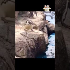 Primeiro salto da vida - Animais Dublados Binho e Mel