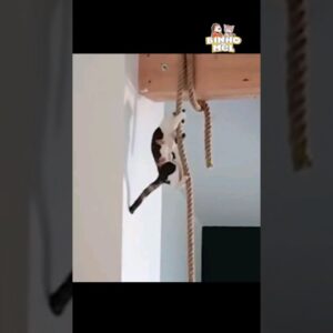 Quando sua mãe dá uma ordem - Animais Dublados Binho e Mel