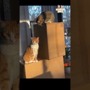 Quando você tem uma mulher Ciumenta - Animais Dublados Binho e Mel