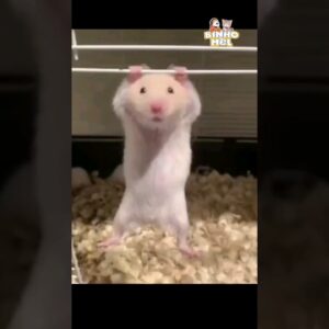 Ratinho se Exercitando - Animais Dublados Binho e Mel