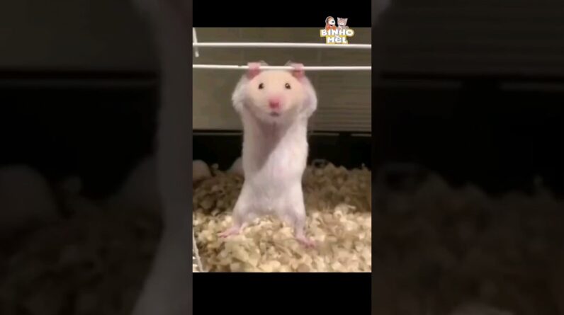 Ratinho se Exercitando - Animais Dublados Binho e Mel