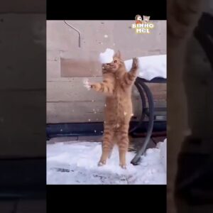 Será que ele agarra?😅 Animais Dublados Binho e Mel