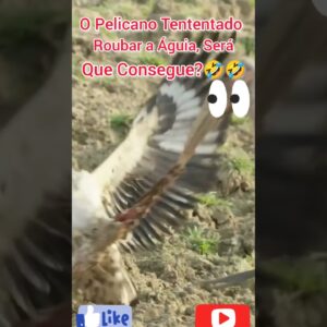 Pelicano tentando roubar o alimento da águia, será que consegue?#shorts #viralshorts