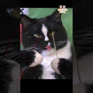 Gato costureiro 🤣 - Animais Dublados Binho e Mel