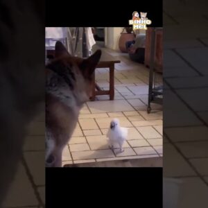 O Cachorro ficou confuso - Animais Dublados Binho e Mel