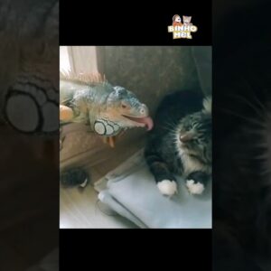 O gato não se intimidou - Animais Dublados Binho e Mel