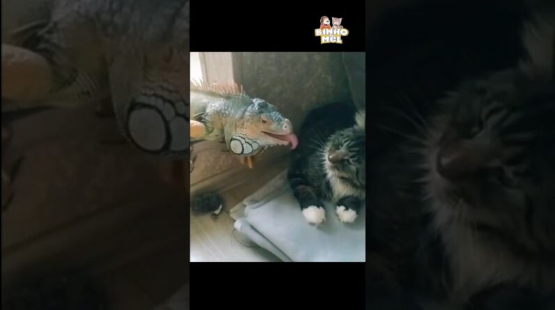 O gato não se intimidou - Animais Dublados Binho e Mel