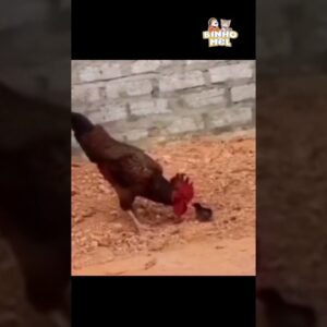 O Pintinho achou que dava conta - Animais Dublados Binho e Mel