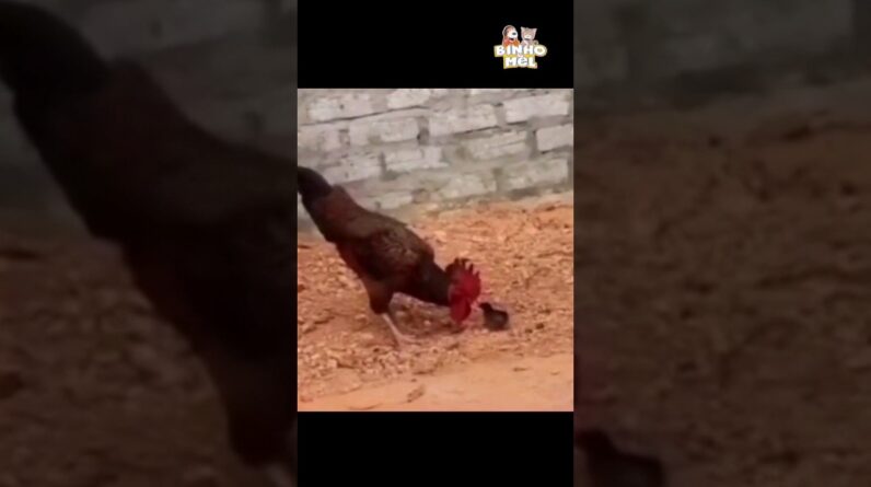O Pintinho achou que dava conta - Animais Dublados Binho e Mel