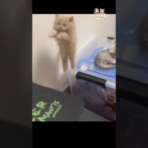 O pulo do Gatinho - Animais Dublados Binho e Mel