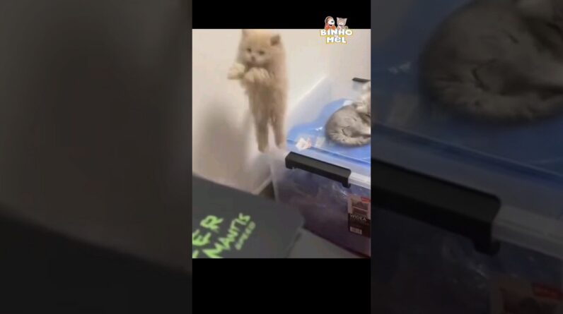 O pulo do Gatinho - Animais Dublados Binho e Mel