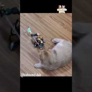 Olha o brinquedo que ganhei 😂 - Animais Dublados Binho e Mel