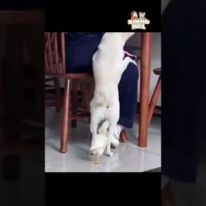 Olha o que o pintinho achou 😄 - Animais Dublados Binho e Mel