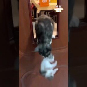 Quando sua Mãe perde a Paciência - Animais Dublados Binho e Mel
