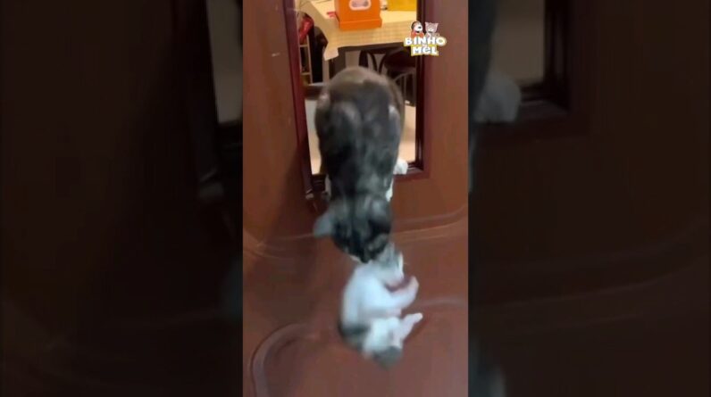 Quando sua Mãe perde a Paciência - Animais Dublados Binho e Mel
