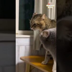 Quando vc é o Homem da casa - Animais Dublados Binho e Mel