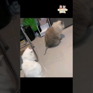 Quando vc se importa demais com outros - Animais Dublados Binho e Mel