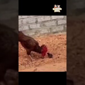 Esse Pintinho estava sem Juízo 😂 - Animais Dublados Binho e Mel