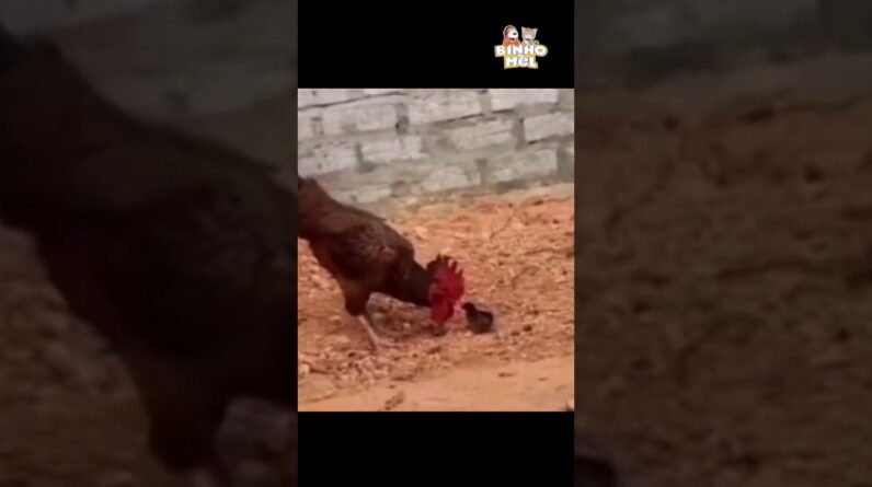 Esse Pintinho estava sem Juízo 😂 - Animais Dublados Binho e Mel