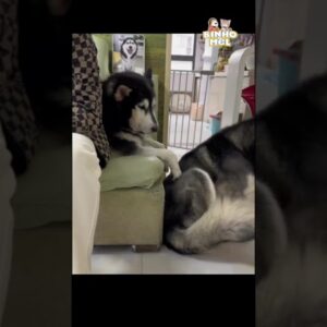 Veja como são Espertos - Animais Dublados Binho e Mel