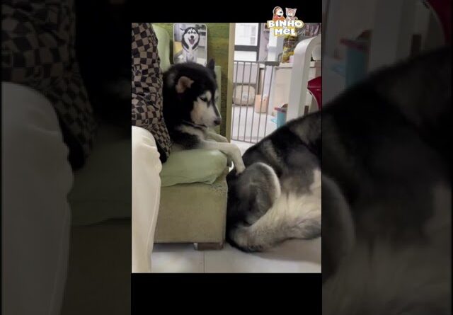 Veja como são Espertos - Animais Dublados Binho e Mel