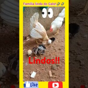 Família do Galo, galinha e pintinhos. #aves #passaros #videos #viral #animals#shorts.
