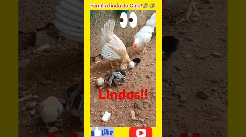 Família do Galo, galinha e pintinhos. #aves #passaros #videos #viral #animals#shorts.