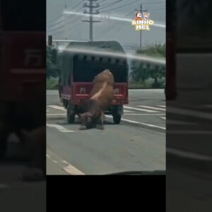 A fuga do Boi - Animais Dublados Binho e Mel