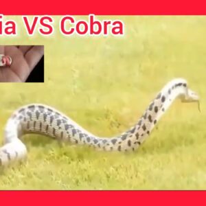 Águia VS Cobra, quem ganha essa Batalha da sobrevivência?#videos #viral.