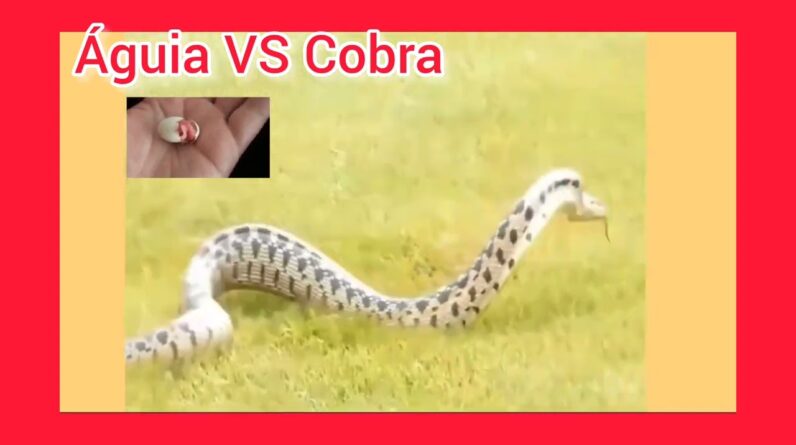 Águia VS Cobra, quem ganha essa Batalha da sobrevivência?#videos #viral.