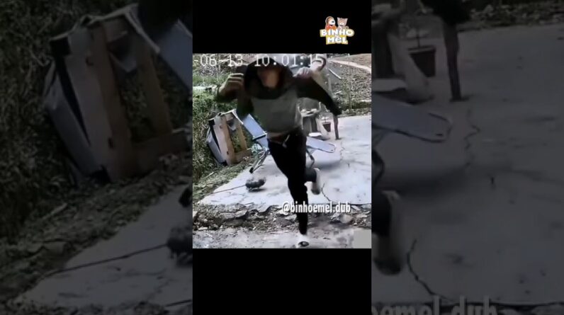 Corre!! ataque de abelhas - Animais Dublados Binho e Mel