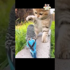 Da série vídeos fofos - Animais Dublados Binho e Mel