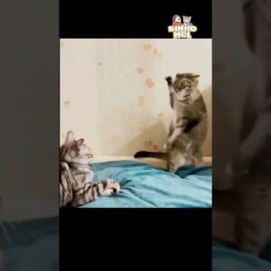 Gato Ninja? - Animais Dublados Binho e Mel
