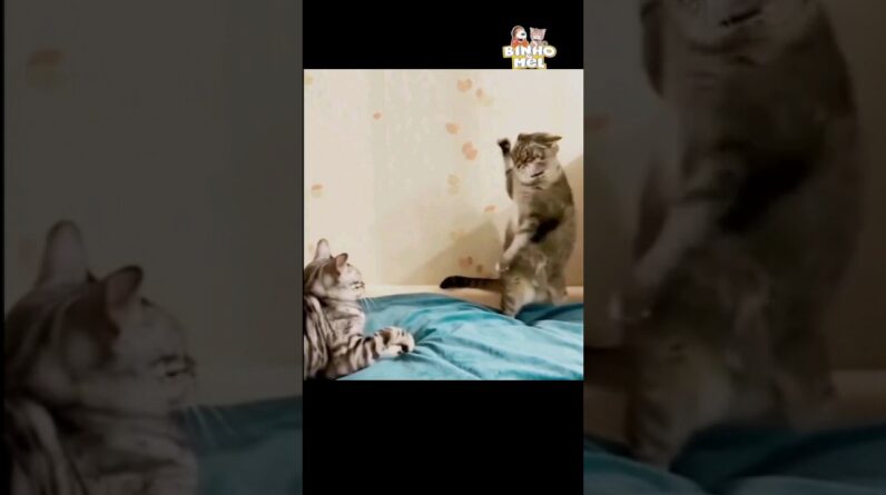 Gato Ninja? - Animais Dublados Binho e Mel