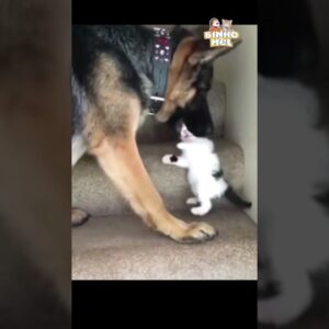 O que será do gatinho agora?😅 - Animais Dublados Binho e Mel