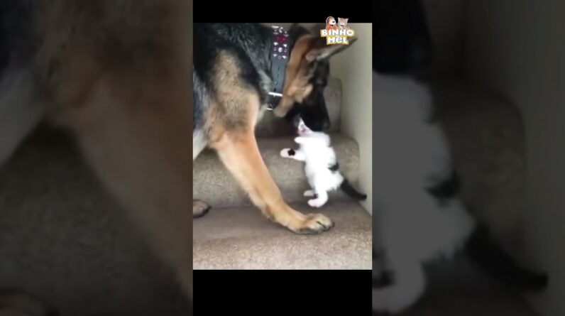 O que será do gatinho agora?😅 - Animais Dublados Binho e Mel