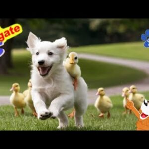 O resgate dos Patinhos - Animais Dublados Binho e Mel