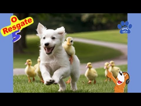 O resgate dos Patinhos - Animais Dublados Binho e Mel