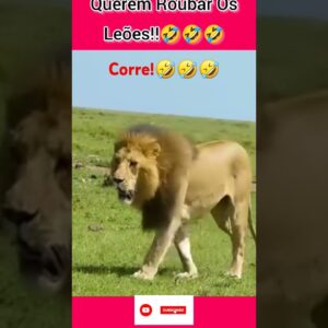 Tentando roubar os Leões!🤣🤣 #aves #passaros #sitio#leões #shorts