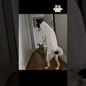 Quando estou com pressa - Animais Dublados Binho e Mel