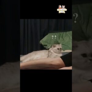 Que foi isso? 😂 -  Animais Dublados Binho e Mel