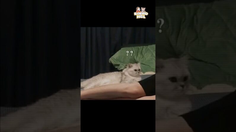 Que foi isso? 😂 -  Animais Dublados Binho e Mel