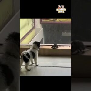 Vai atacar? - Animais Dublados Binho e Mel