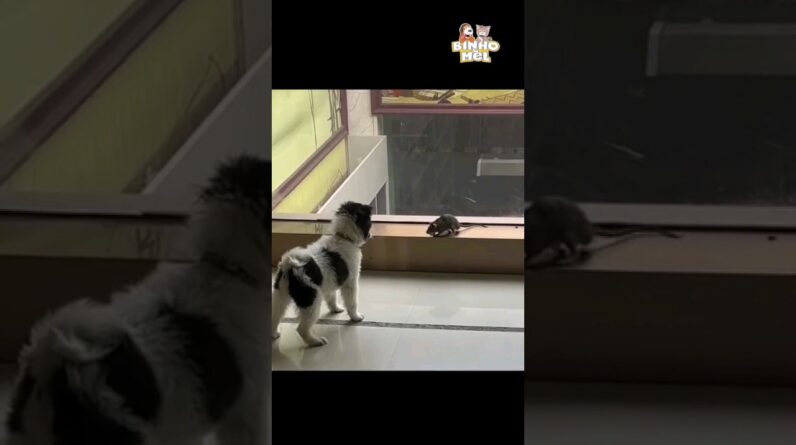 Vai atacar? - Animais Dublados Binho e Mel