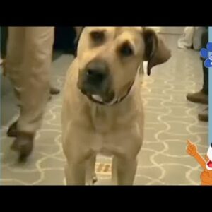 Você conhece a historia de Boji? - Animais Dublados Binho e Mel