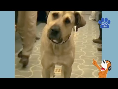 Você conhece a historia de Boji? - Animais Dublados Binho e Mel