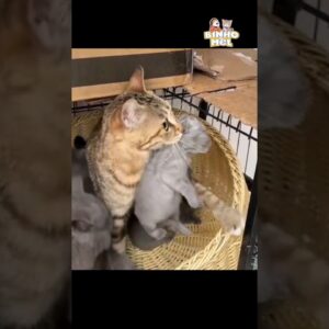 Quando sua coleção está incompleta 😅 -  Animais Dublados Binho e Mel