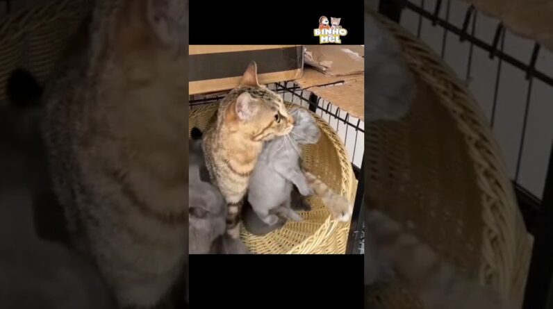 Quando sua coleção está incompleta 😅 -  Animais Dublados Binho e Mel