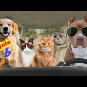 Animais Engraçados - Binho e Mel - O Resgate 6